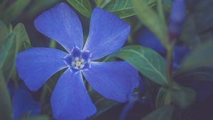 Preview wallpaper flower, petals, plant, macro, blue