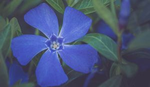 Preview wallpaper flower, petals, plant, macro, blue
