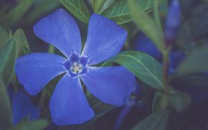 Preview wallpaper flower, petals, plant, macro, blue