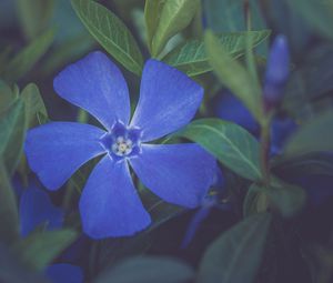 Preview wallpaper flower, petals, plant, macro, blue