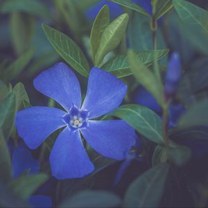 Preview wallpaper flower, petals, plant, macro, blue