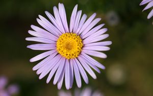 Preview wallpaper flower, petals, plant, purple, macro