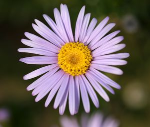 Preview wallpaper flower, petals, plant, purple, macro