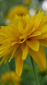 Preview wallpaper flower, petals, plant, macro, yellow