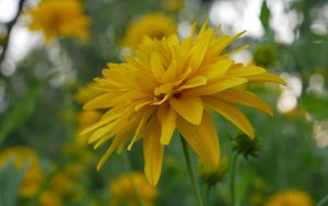 Preview wallpaper flower, petals, plant, macro, yellow