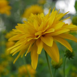 Preview wallpaper flower, petals, plant, macro, yellow