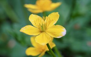 Preview wallpaper flower, petals, plant, yellow, macro