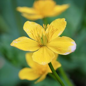 Preview wallpaper flower, petals, plant, yellow, macro