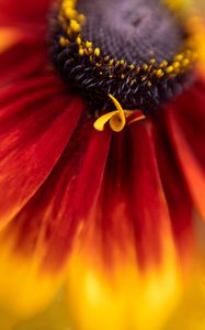 Preview wallpaper flower, petals, plant, stamens, macro