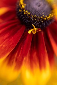 Preview wallpaper flower, petals, plant, stamens, macro