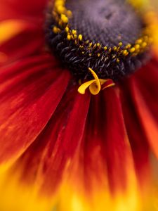 Preview wallpaper flower, petals, plant, stamens, macro