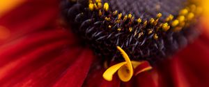 Preview wallpaper flower, petals, plant, stamens, macro