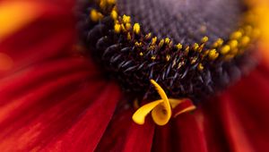 Preview wallpaper flower, petals, plant, stamens, macro