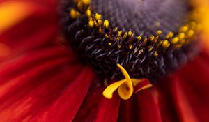 Preview wallpaper flower, petals, plant, stamens, macro