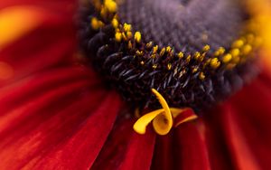 Preview wallpaper flower, petals, plant, stamens, macro