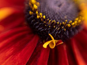 Preview wallpaper flower, petals, plant, stamens, macro