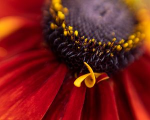 Preview wallpaper flower, petals, plant, stamens, macro