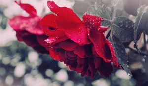 Preview wallpaper flower, petals, plant, bright, stem