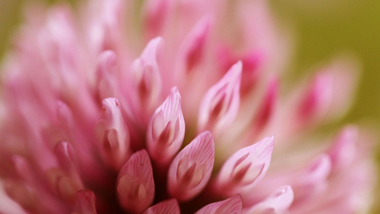 Wallpaper flower, petals, plant, close-up