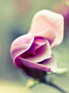Preview wallpaper flower, petals, plant, herb