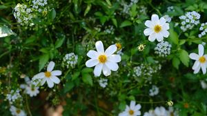 Preview wallpaper flower, petals, plants, macro