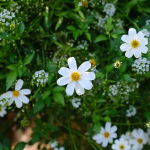 Preview wallpaper flower, petals, plants, macro