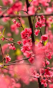 Preview wallpaper flower, petals, plum, branches, pink