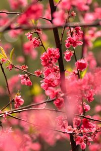 Preview wallpaper flower, petals, plum, branches, pink