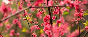 Preview wallpaper flower, petals, plum, branches, pink