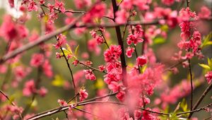 Preview wallpaper flower, petals, plum, branches, pink