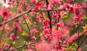 Preview wallpaper flower, petals, plum, branches, pink