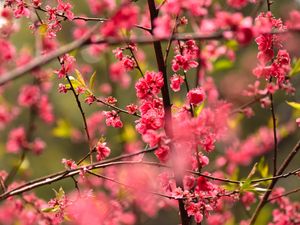 Preview wallpaper flower, petals, plum, branches, pink