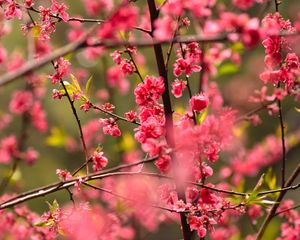 Preview wallpaper flower, petals, plum, branches, pink