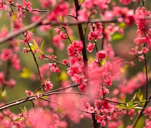 Preview wallpaper flower, petals, plum, branches, pink