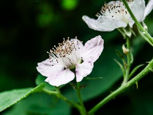 Preview wallpaper flower, petals, pollen, blackberry