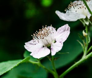 Preview wallpaper flower, petals, pollen, blackberry