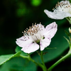 Preview wallpaper flower, petals, pollen, blackberry