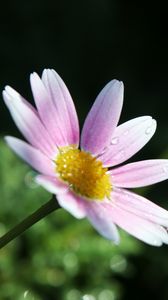 Preview wallpaper flower, petals, pollen, drops, pink, macro