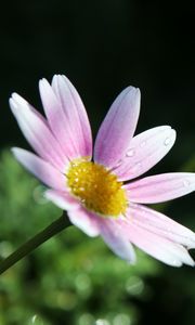 Preview wallpaper flower, petals, pollen, drops, pink, macro