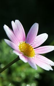 Preview wallpaper flower, petals, pollen, drops, pink, macro