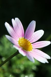 Preview wallpaper flower, petals, pollen, drops, pink, macro