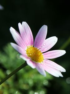 Preview wallpaper flower, petals, pollen, drops, pink, macro