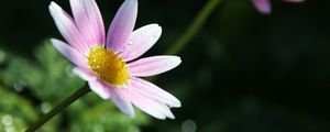 Preview wallpaper flower, petals, pollen, drops, pink, macro