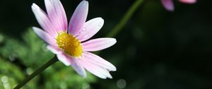 Preview wallpaper flower, petals, pollen, drops, pink, macro