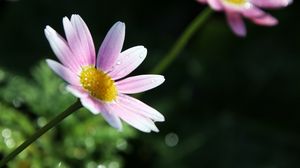 Preview wallpaper flower, petals, pollen, drops, pink, macro