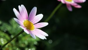 Preview wallpaper flower, petals, pollen, drops, pink, macro