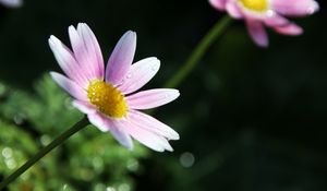 Preview wallpaper flower, petals, pollen, drops, pink, macro