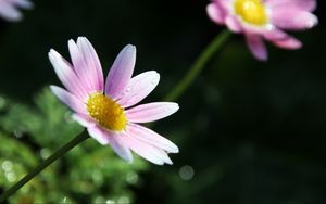 Preview wallpaper flower, petals, pollen, drops, pink, macro