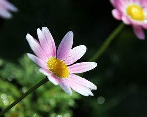 Preview wallpaper flower, petals, pollen, drops, pink, macro