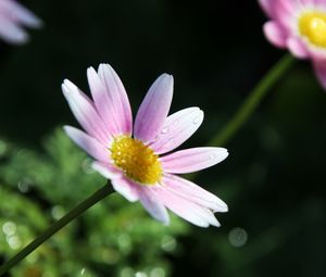 Preview wallpaper flower, petals, pollen, drops, pink, macro